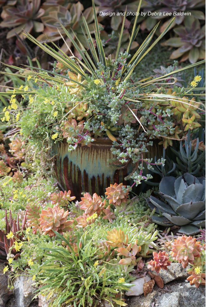 Showcase Succulents in Large Pots - Debra Lee Baldwin