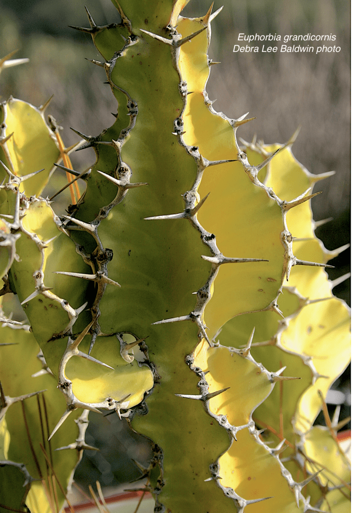 Bizarre succulents 