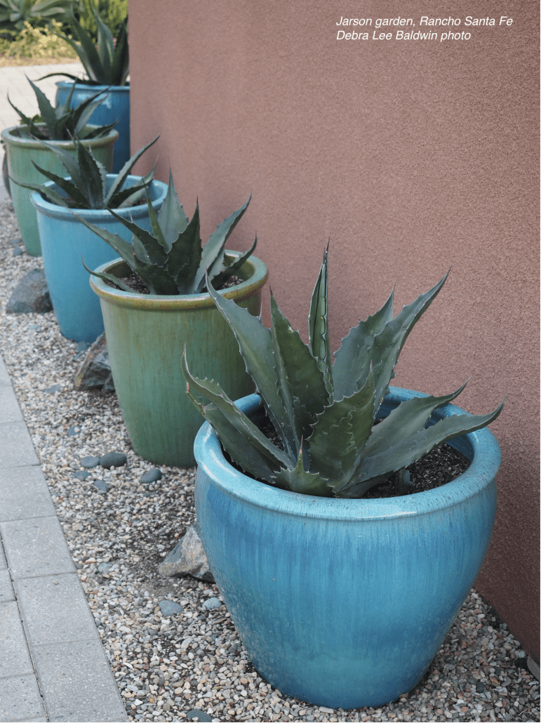 Gallery of large pots of succulents 