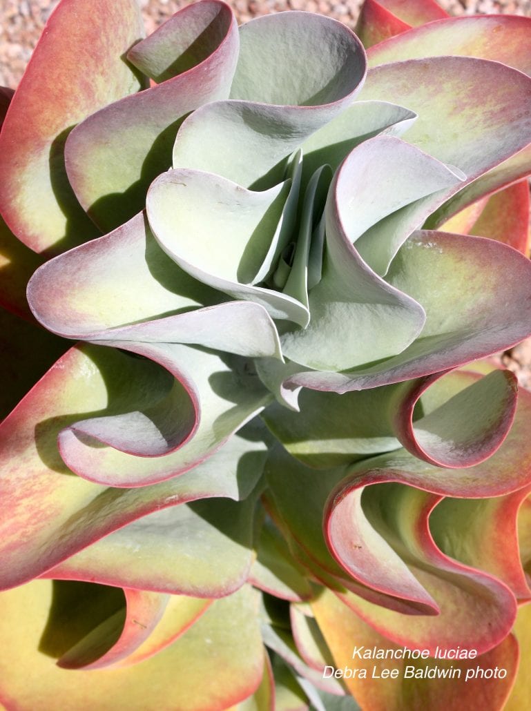 Bizarre succulents