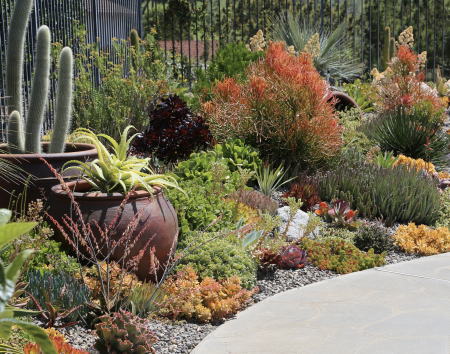 Showcase Succulents In Large Pots - Debra Lee Baldwin