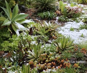 Cold weather care for outdoor succulents