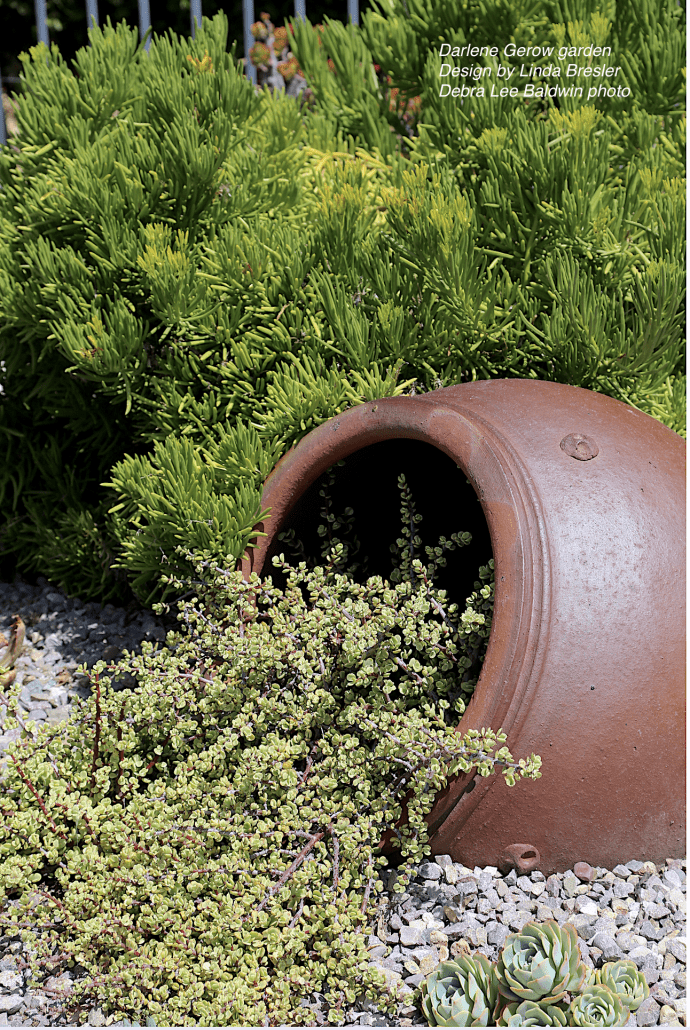 Gallery of large pots of succulents 