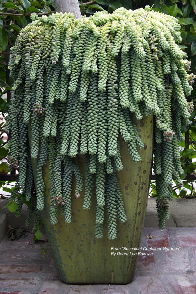 Large pots in the garden