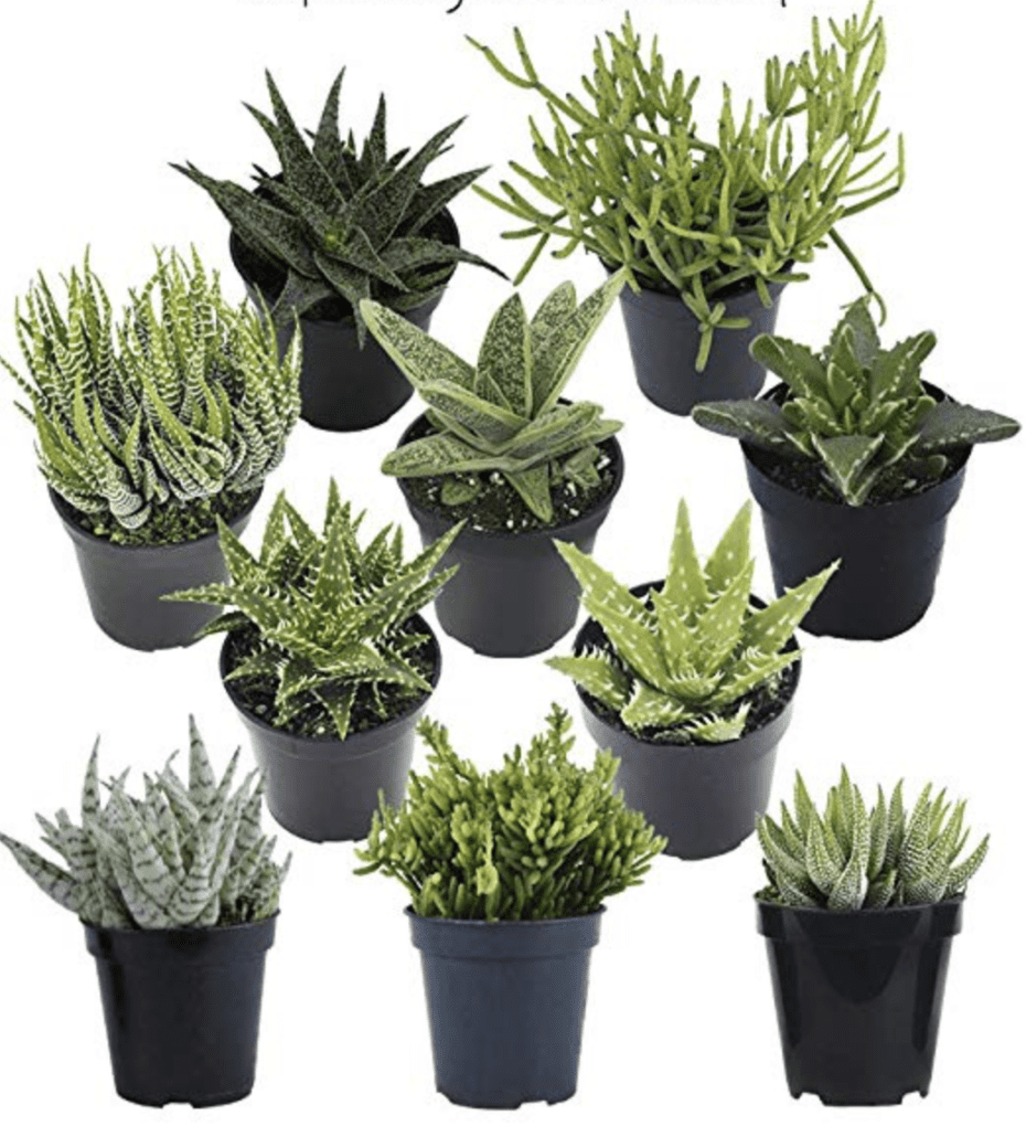 Gifts for succulent lovers