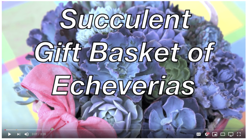 Video about gift basket of echeverias 