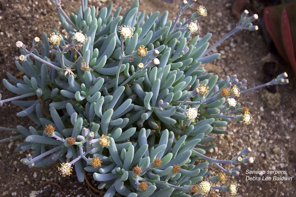 Senecios are common succulents (c) Debra Lee Baldwin