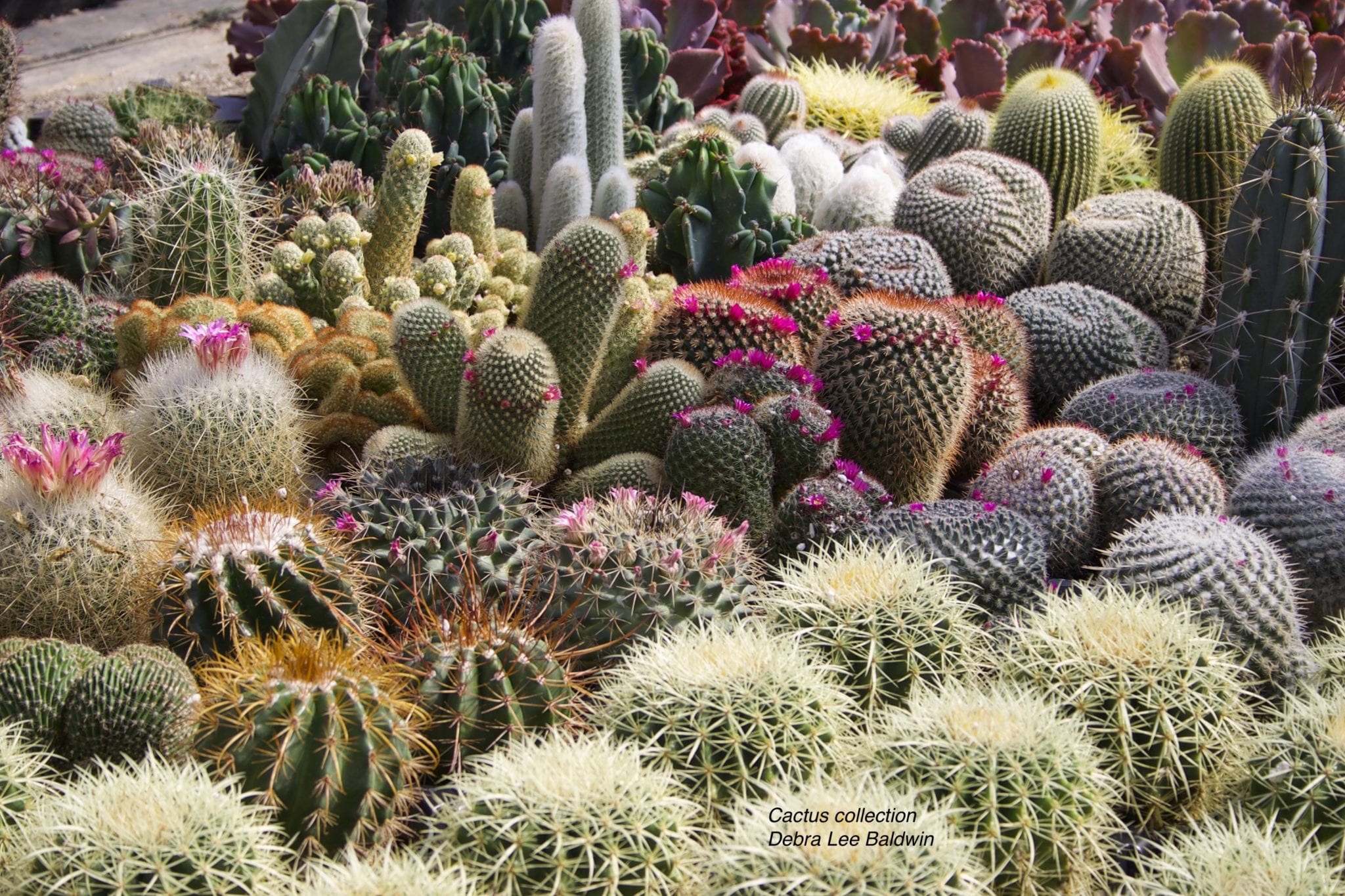 Cacti Debra Lee Baldwin