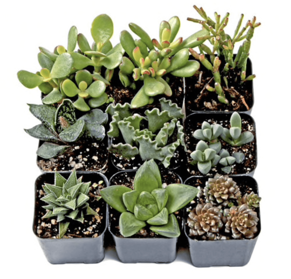 Gifts for succulent lovers