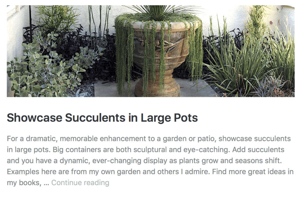 Showcase succulents in large pots