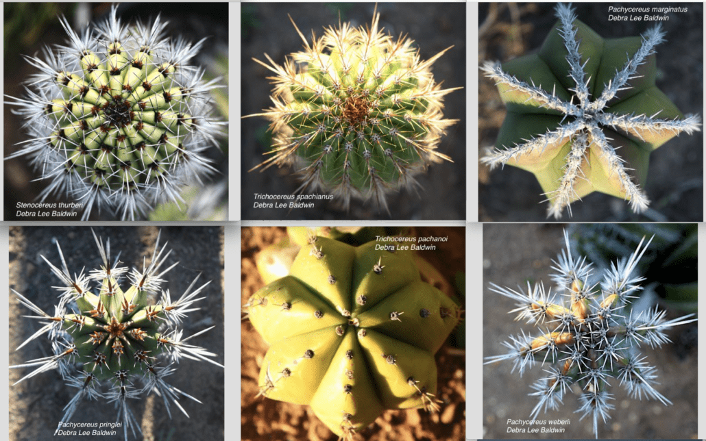 Cactus snowflakes 
