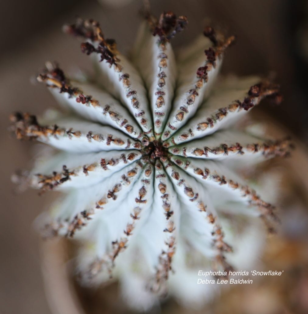 Succulent snowflake