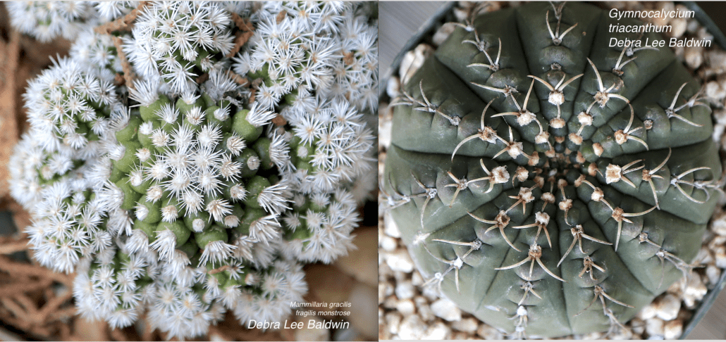 Cactus snowflakes 