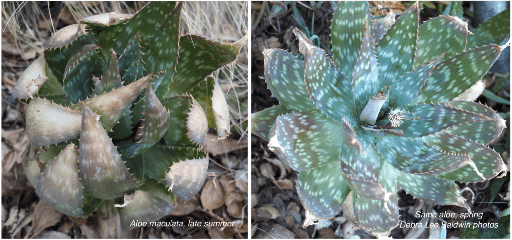 Aloe maculata fall and spring