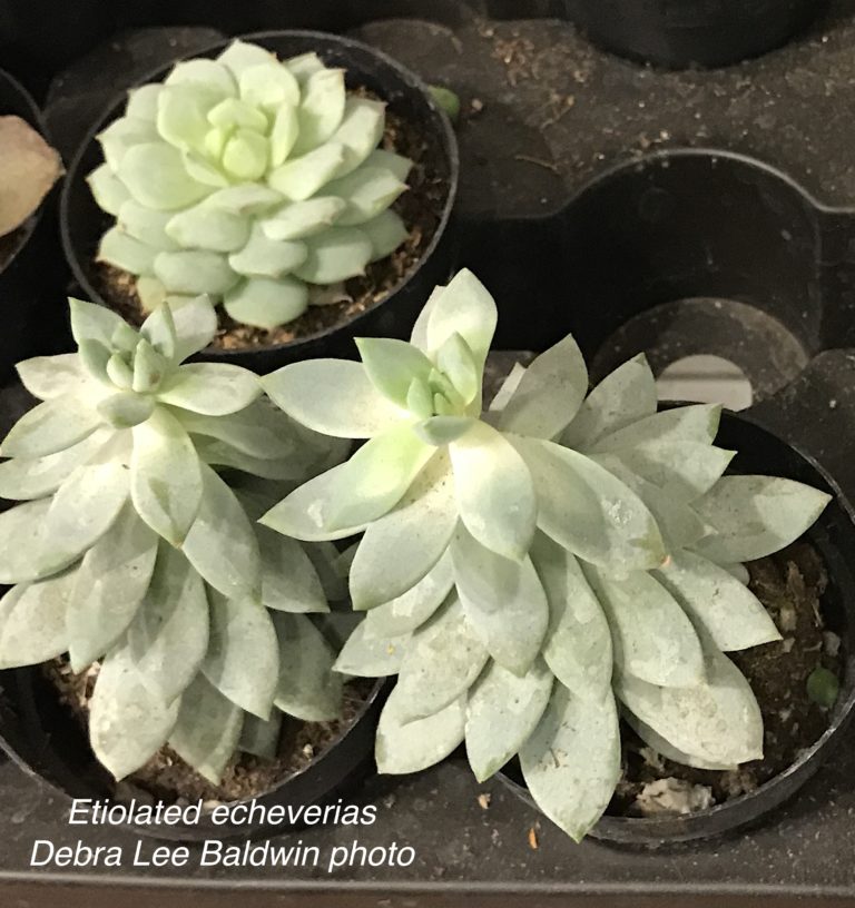 How Much Light Do Succulents Need? Debra Lee Baldwin