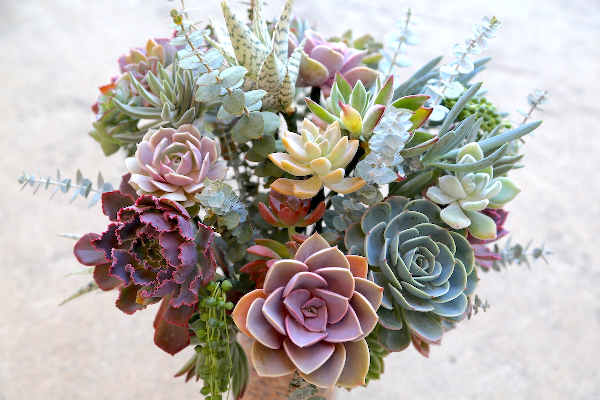 Bouquet of succulent rosettes (c) Debra Lee Baldwin 