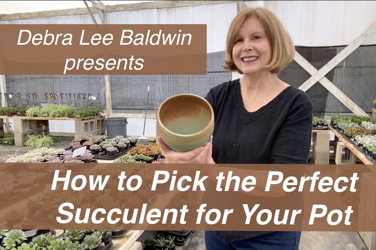 Succulent plant-pot pairing video