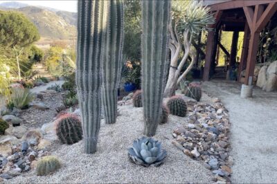 Cactus garden (c) Debra Lee Baldwin 