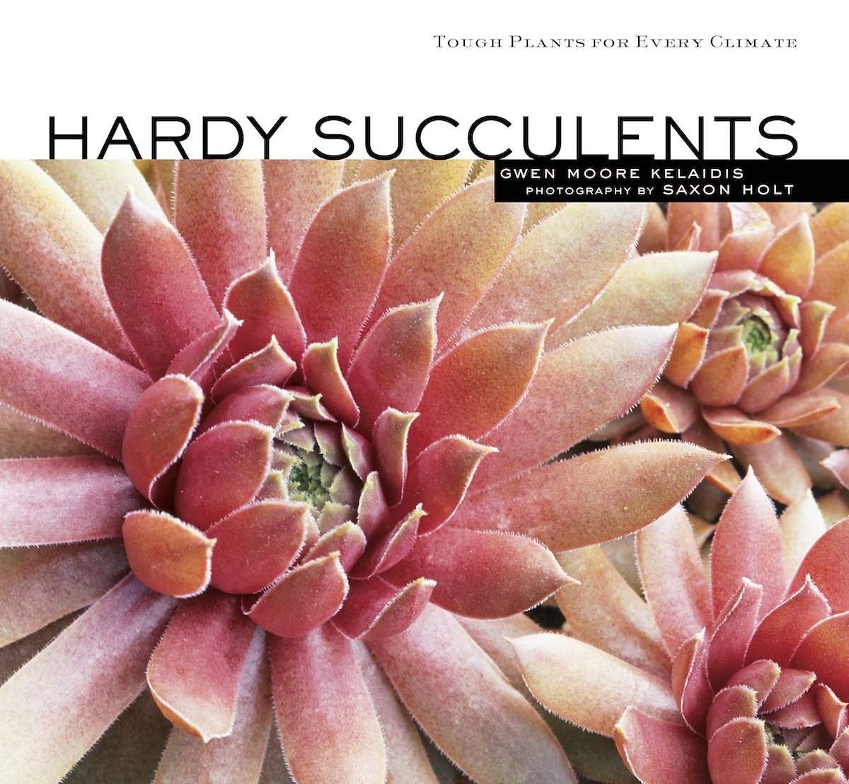Hardy Succulents by Gwen Kelaidis