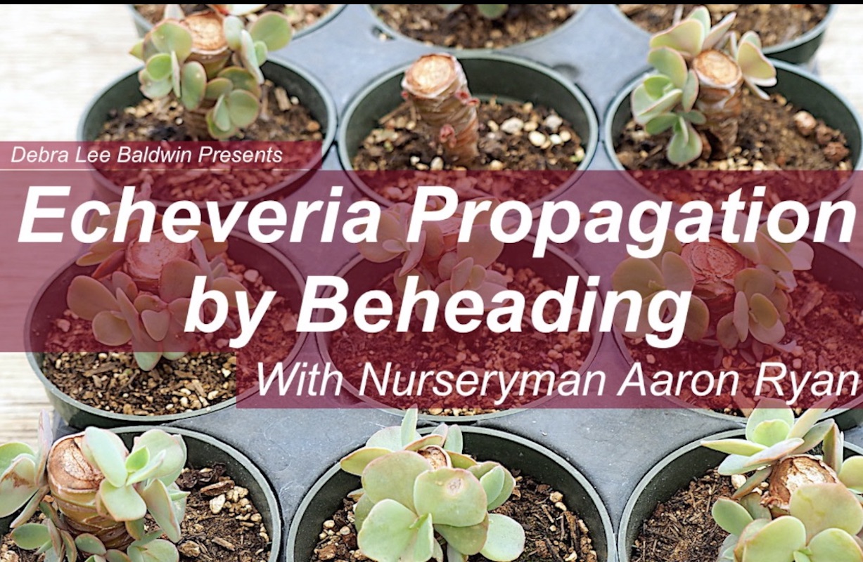 Echeveria Propagation by Beheading video