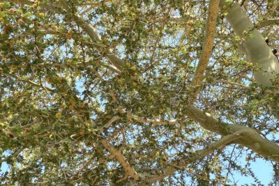 Acacia xanthophloea (fever tree) from South Africa at the San Diego Zoo Safari Park (c) Debra Lee Baldwin