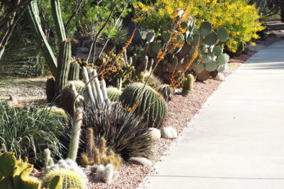Acacias & cacti Succulent driveway (c) Debra Lee Baldwin