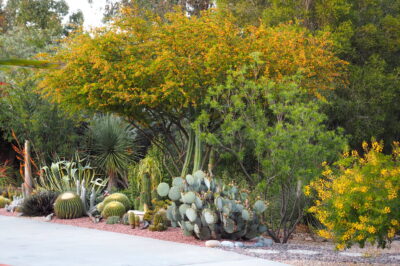 Acacias & cacti Succulent driveway (c) Debra Lee Baldwin
