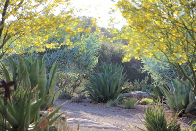 Acacias, large agaves, aloes Succulent driveway (c) Debra Lee Baldwin