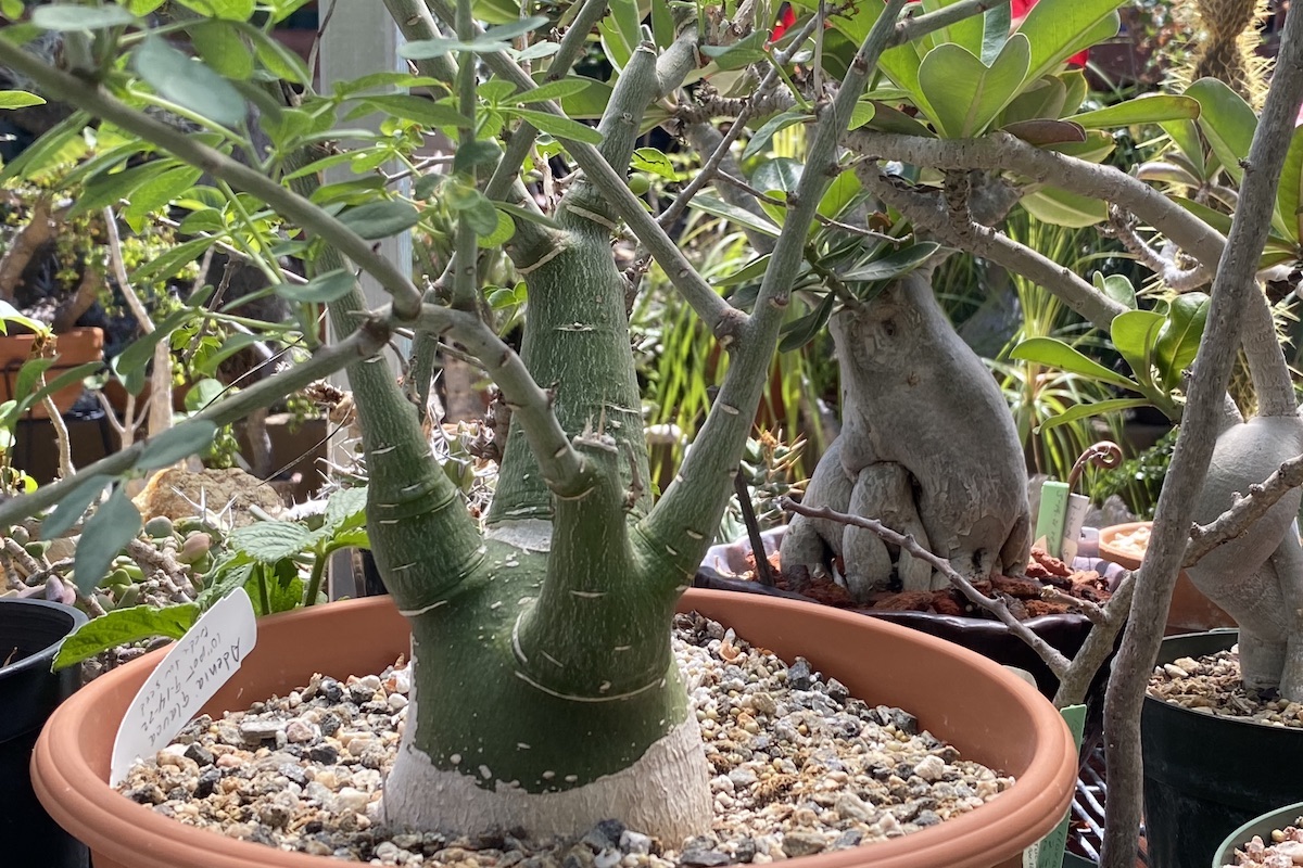 Succulent with fat bottom that's green on top, white on bottom Adenia glauca (c) Debra Lee Baldwin