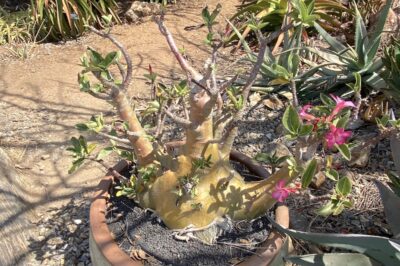 Fat-trunked small succulent with pink flowers