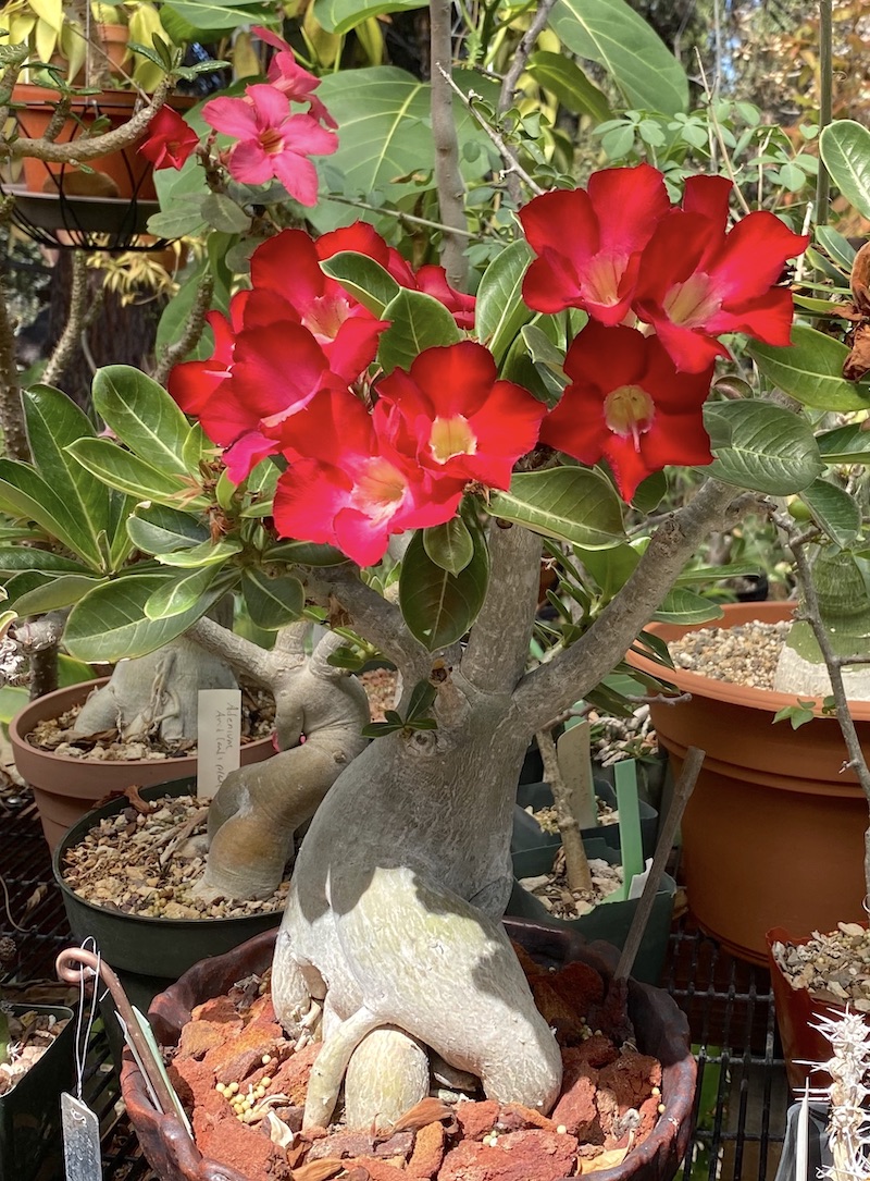 Fat-trunked succulent with bright red, rose-like flowers Adenium obesum (c) Debra Lee Baldwin