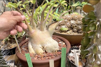 Fat-trunked succulent Adenium arabicum (c) Debra Lee Baldwin