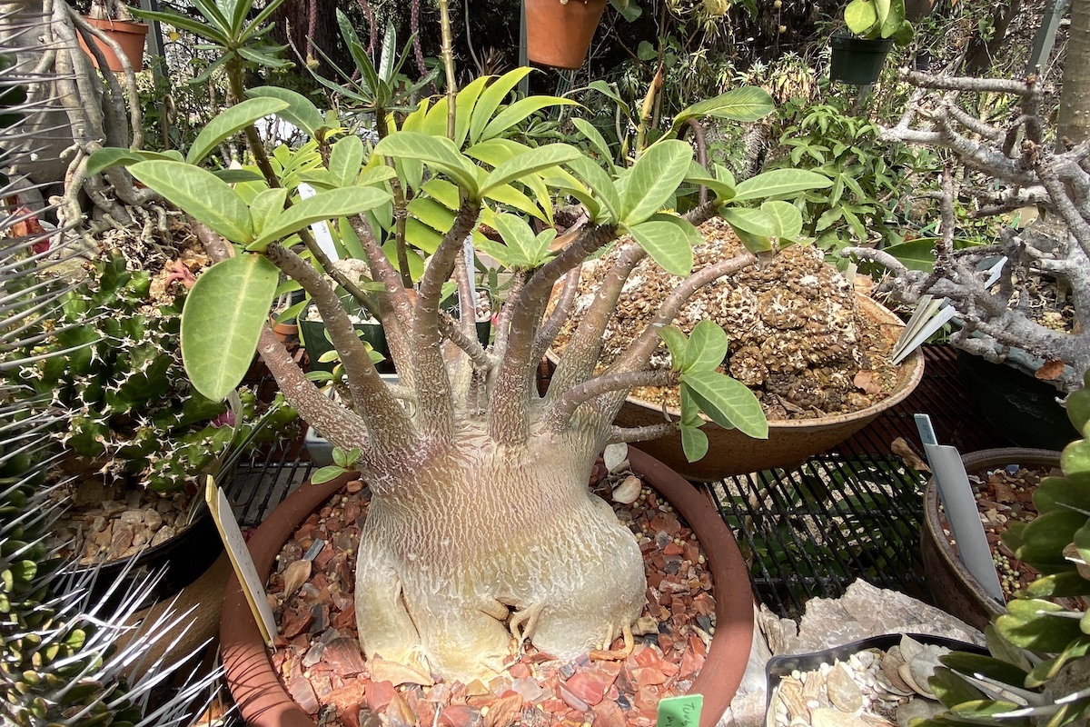 Fat-bottomed succulent with thick stems coming out the top and green leaves Adenium arabicum (c) Debra Lee Baldwin