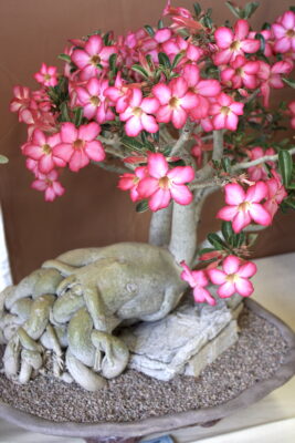 Succulent bonsai Adenium obesum (Grammer) (c) Debra Lee Baldwin