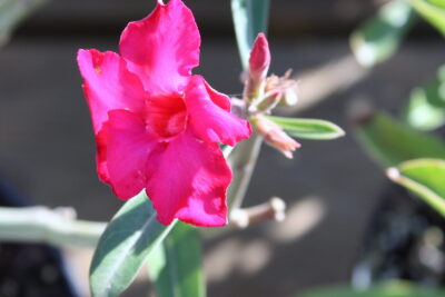 Adenium swazicum
