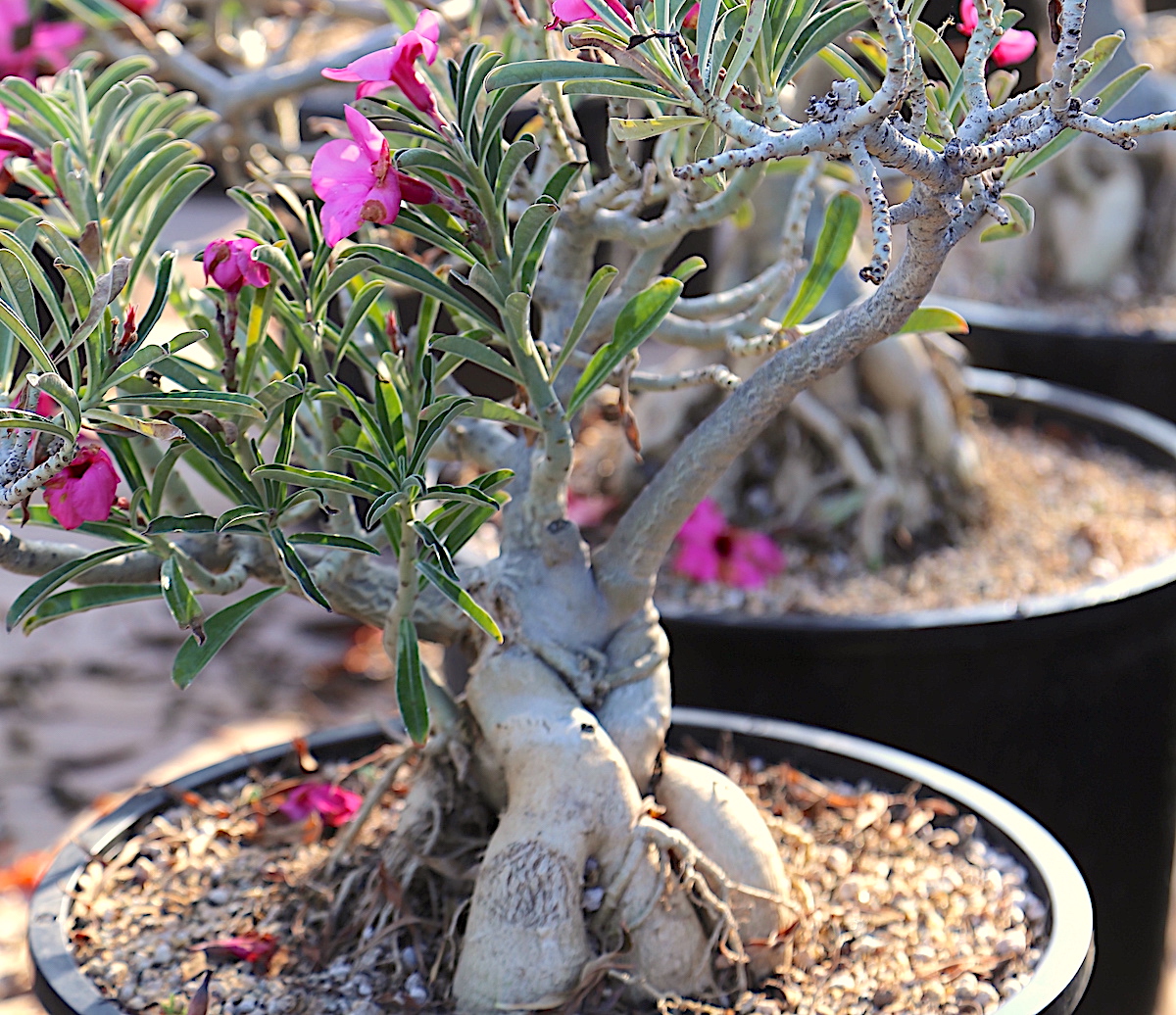 Fat trunked succulent bonsai with pink flowers Adenium swazicum