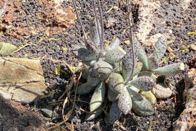 Succulent called plover eggs (c) Debra Lee Baldwin