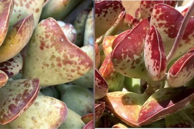 Adromischus maculatus 'Calico Hearts' before & after stressing (c) Debra Lee Baldwin