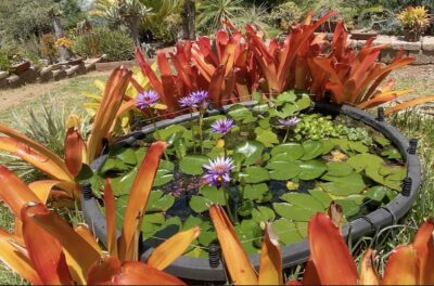 Orange red bromeliad Aechmea blanchetiana