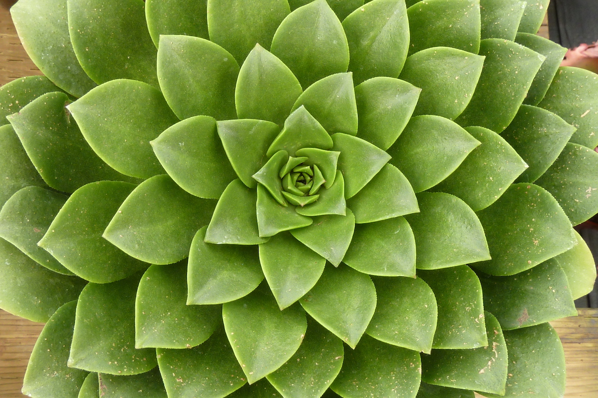 Green aeonium spiral (c) Debra Lee Baldwin