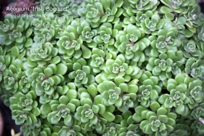 Small green rosettes Aeonium 'Irish Bouquet' (c) Debra Lee Baldwin
