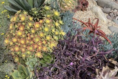 Aeonium 'Kiwi' and tradescantia (c) Debra Lee Baldwin
