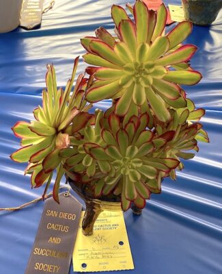 Aeonium 'Mardi Gras' at the San Diego Cactus & Succulent Society Show (c) Debra Lee Baldwin