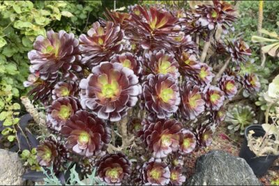 Glossy dark red succulent Aeonium 'Velour' (c) Debra Lee Baldwin