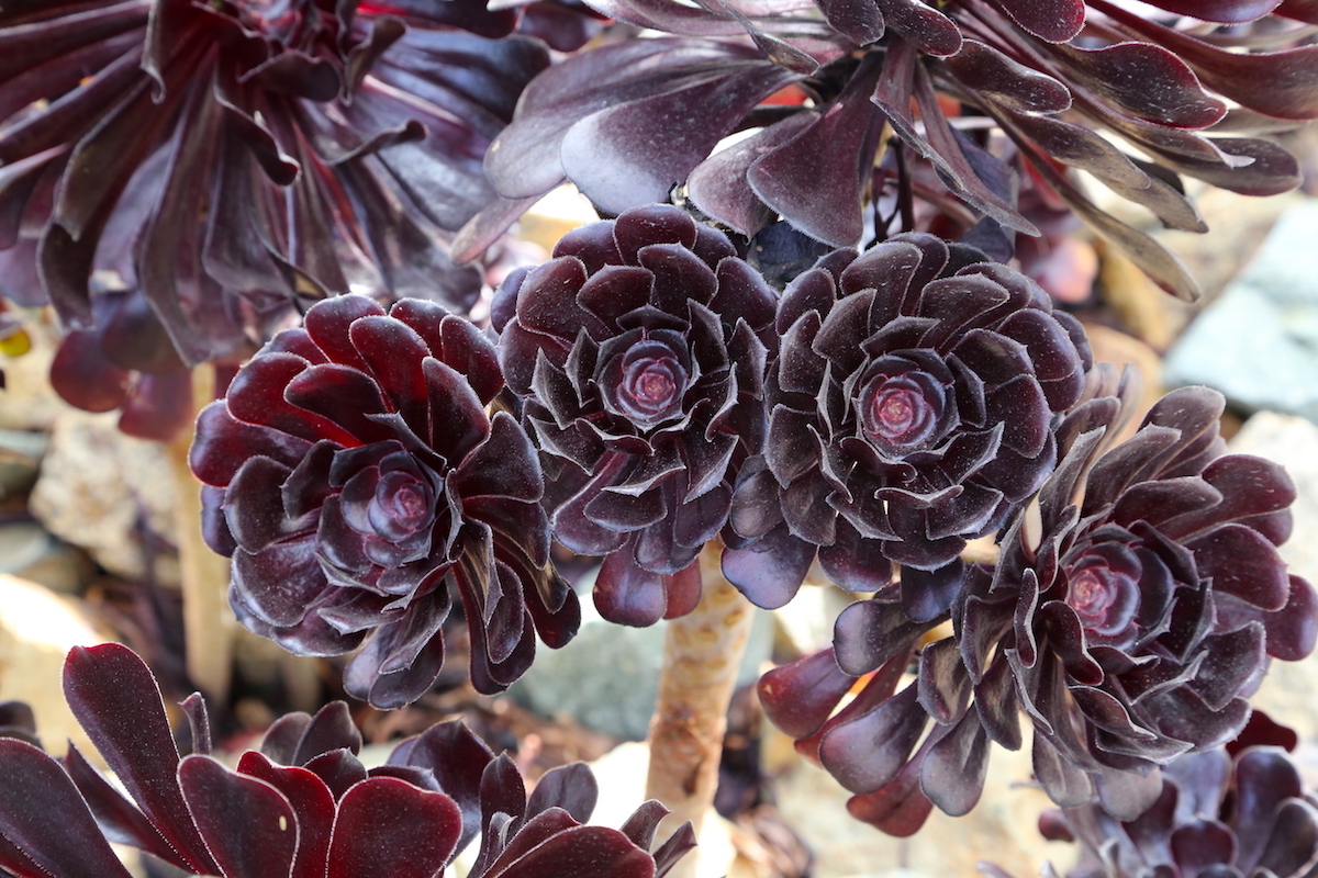 Aeonium 'Zwartkop' (c) Debra Lee Baldwin