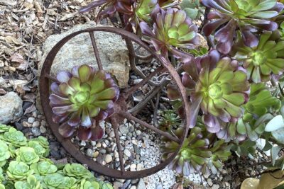 Pinwheel succulents burgundy green aeoniums (c) Debra Lee Baldwin