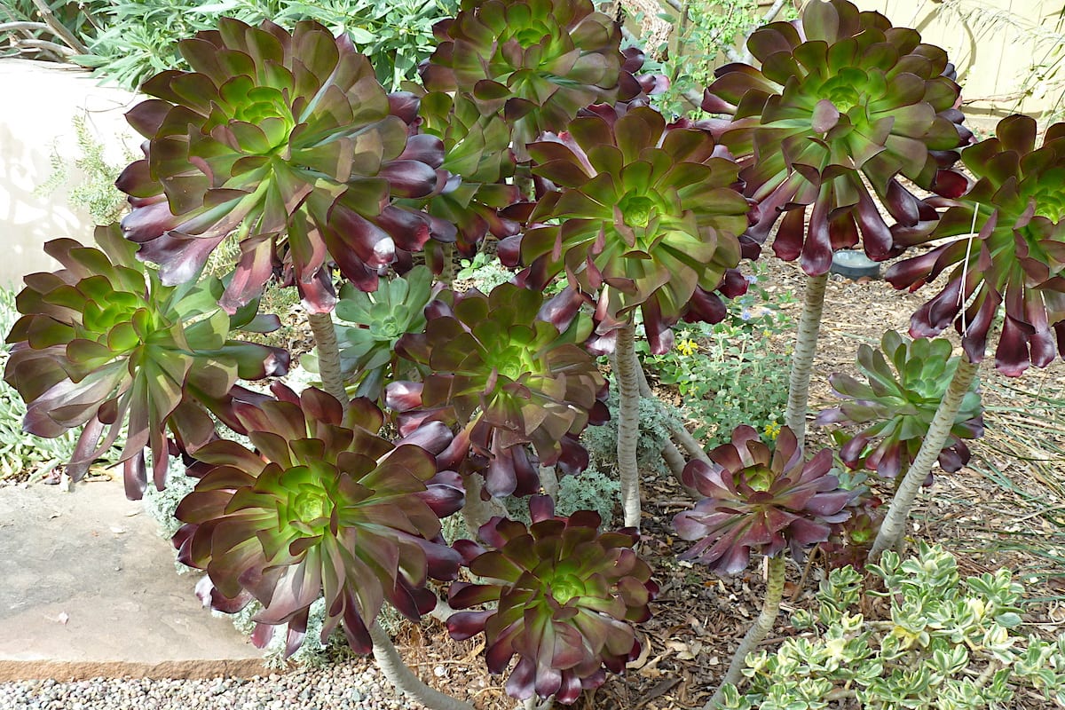 Aeonium variety (c) Debra Lee Baldwin
