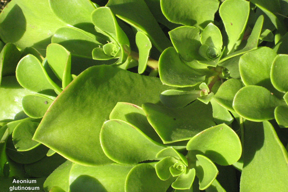 Green succulent (c) Debra Lee Baldwin