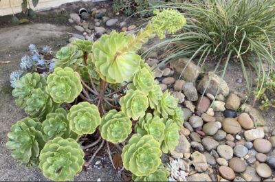 Green rosette succulent with long bloom Aeonium urbicum