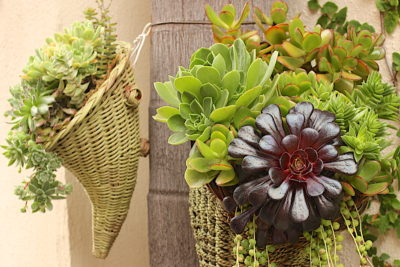 Aeonium wall planters (Succulent Cafe) (c) Debra Lee Baldwin